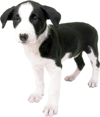 Puppy Veterinary Care Near Albany New York and Latham NY | Capitaland Animal Hospital | Latham, New York Puppy Veterinary Care Near Albany New York and Latham NY | Capitaland Animal Hospital | Latham, New York