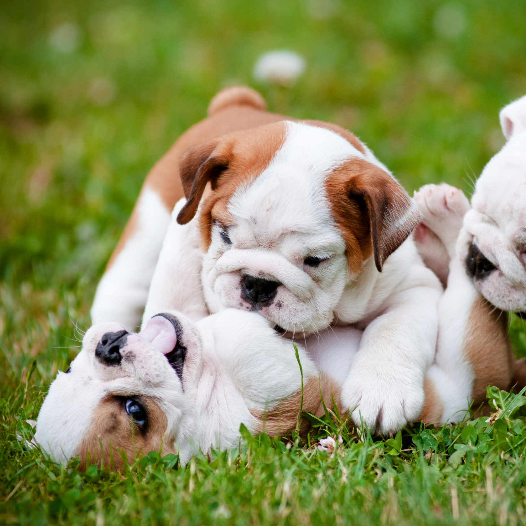 Puppy Socialization: How to ensure your new canine companion is well-adjusted and confident