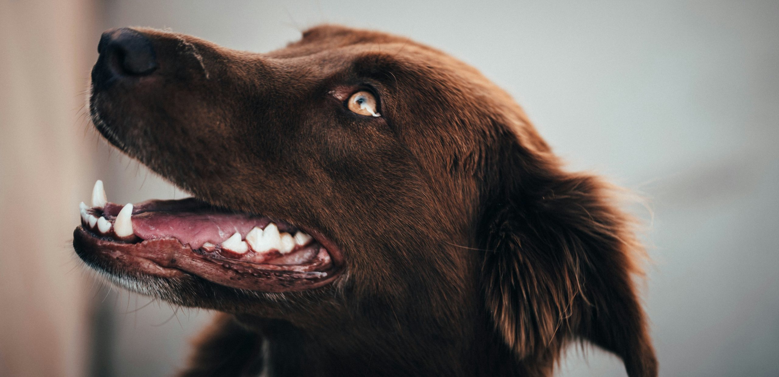 The Importance of Dental Care in Pets