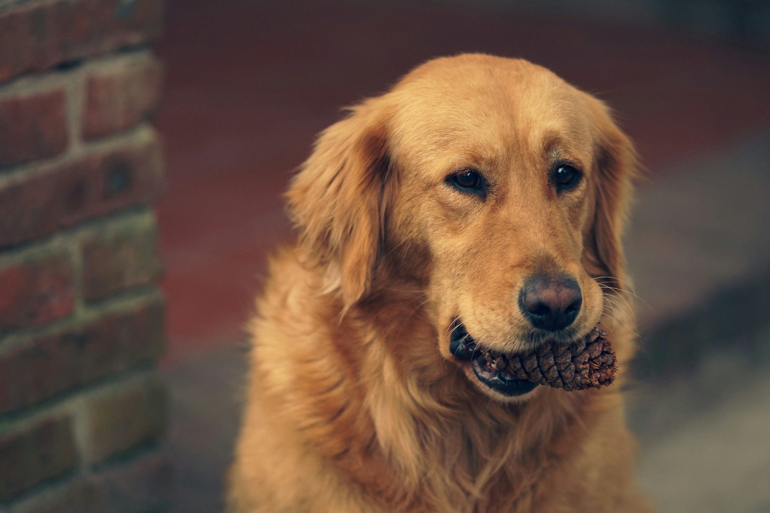 Navigating the Challenges of Pet Food Allergies